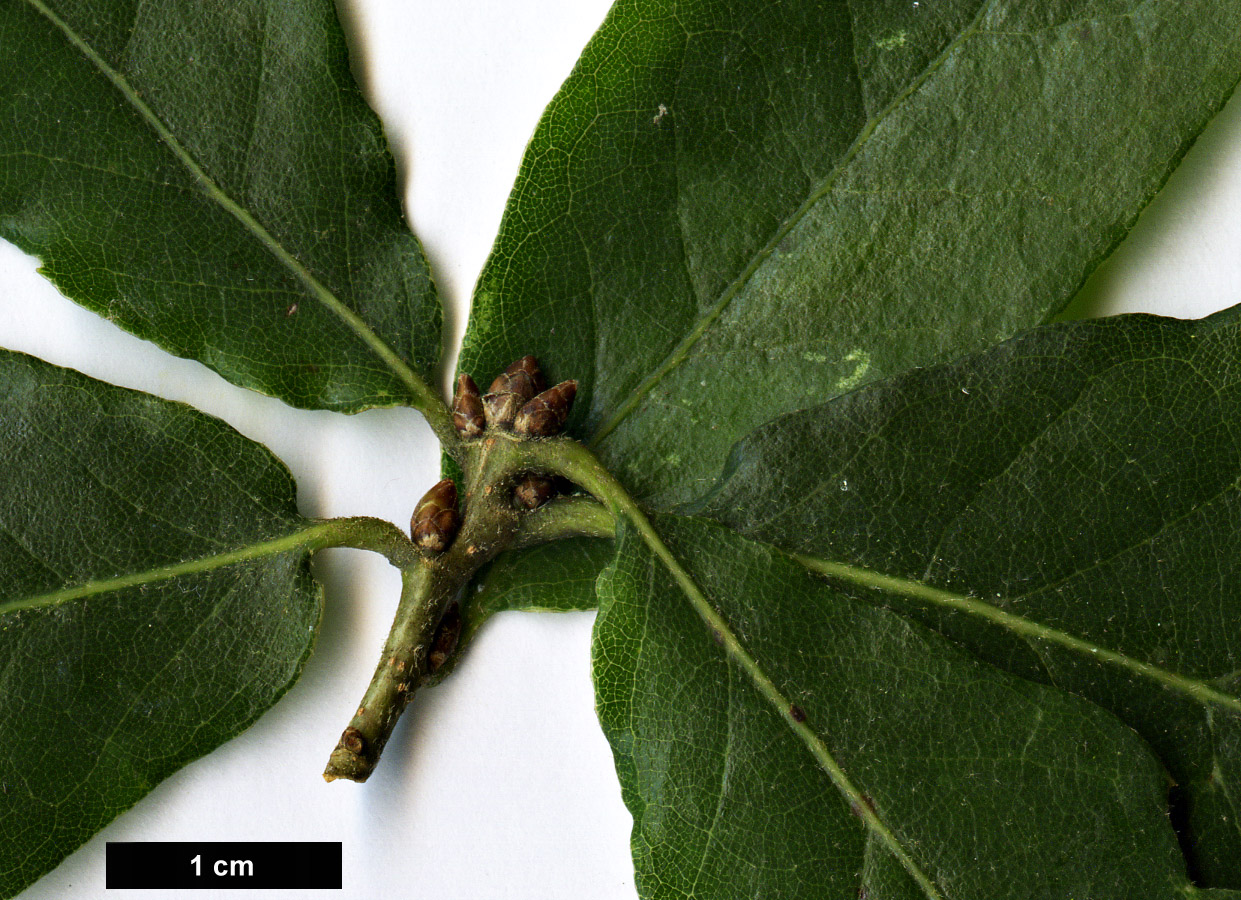 High resolution image: Family: Fagaceae - Genus: Quercus - Taxon: glabrescens × Q.robur